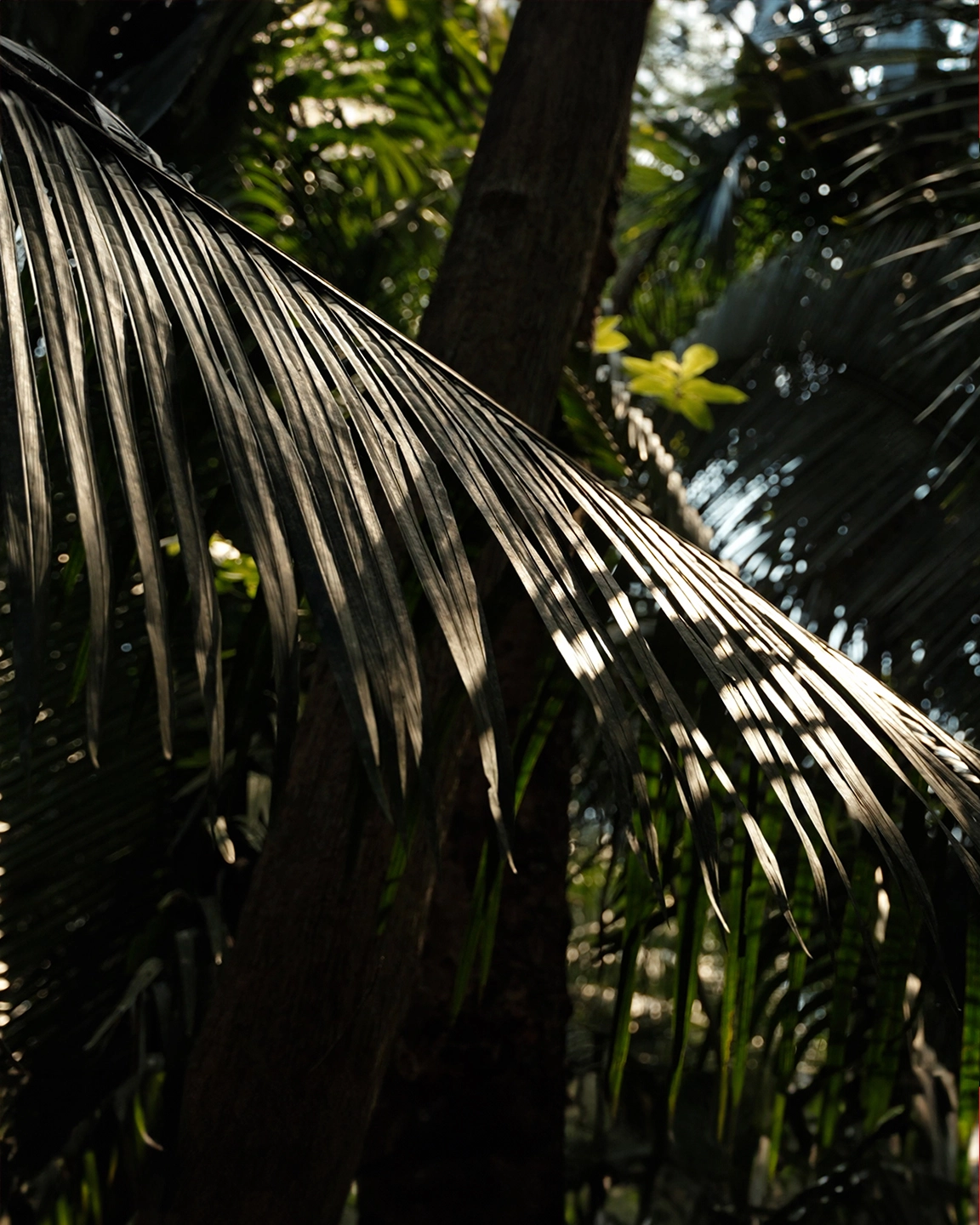 ZeroCo2 x Flowe: Tree